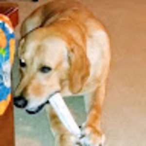 Meet your Posher, Lacy